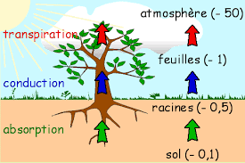 Les relations entre la plante, le sol et l’atmosphère